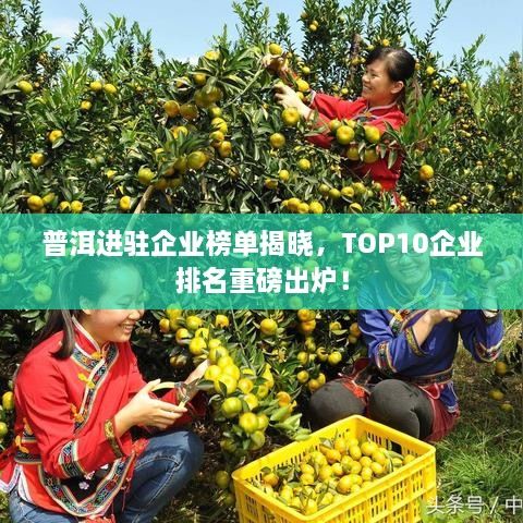 普洱进驻企业榜单揭晓，TOP10企业排名重磅出炉！