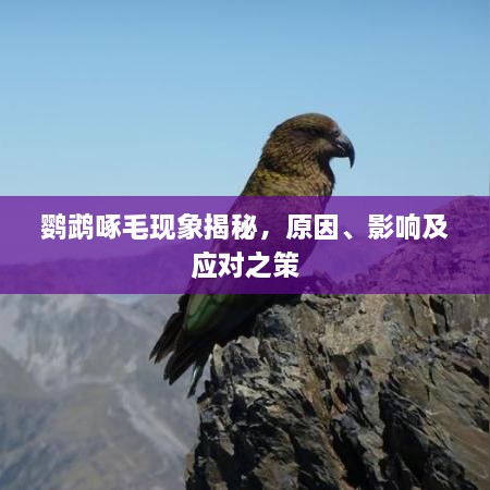 鹦鹉啄毛现象揭秘，原因、影响及应对之策