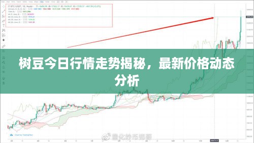 树豆今日行情走势揭秘，最新价格动态分析