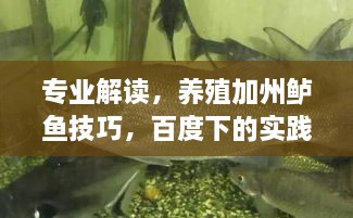 专业解读，养殖加州鲈鱼技巧，百度下的实践指南