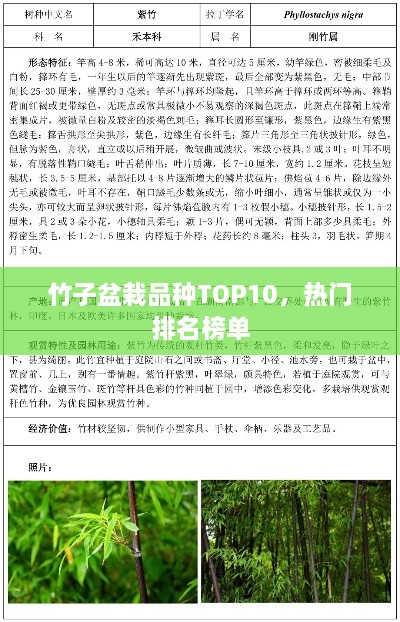 竹子盆栽品种TOP10，热门排名榜单