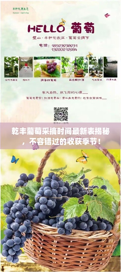 乾丰葡萄采摘时间最新表揭秘，不容错过的收获季节！
