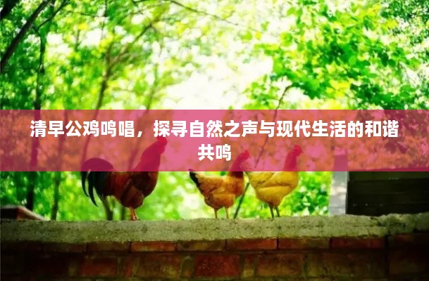 清早公鸡鸣唱，探寻自然之声与现代生活的和谐共鸣