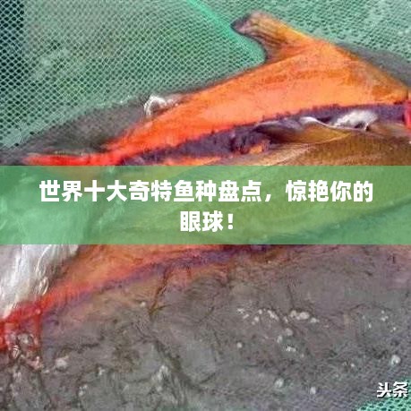 世界十大奇特鱼种盘点，惊艳你的眼球！