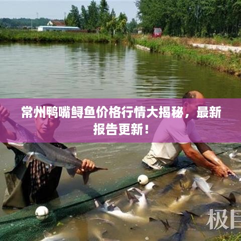 常州鸭嘴鲟鱼价格行情大揭秘，最新报告更新！